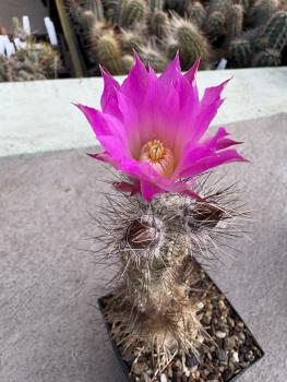 Echinocereus palmeri